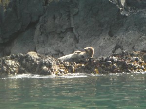 Sea Kayaking with Seals Image