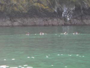 Sea Kayaking with puffins Image