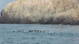 Razorbills