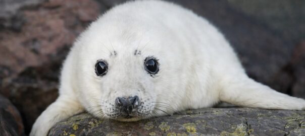 Atlantic grey seal pup resting on a Pembrokeshire beach