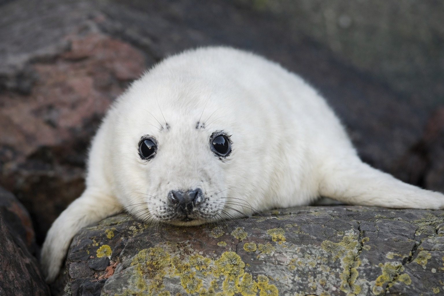 Atlantic grey seal pup resting on a Pembrokeshire beach