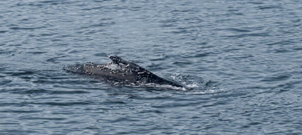 Young humpback whale seen in Fishguard Harbour, Pembrokeshire in January 2024.