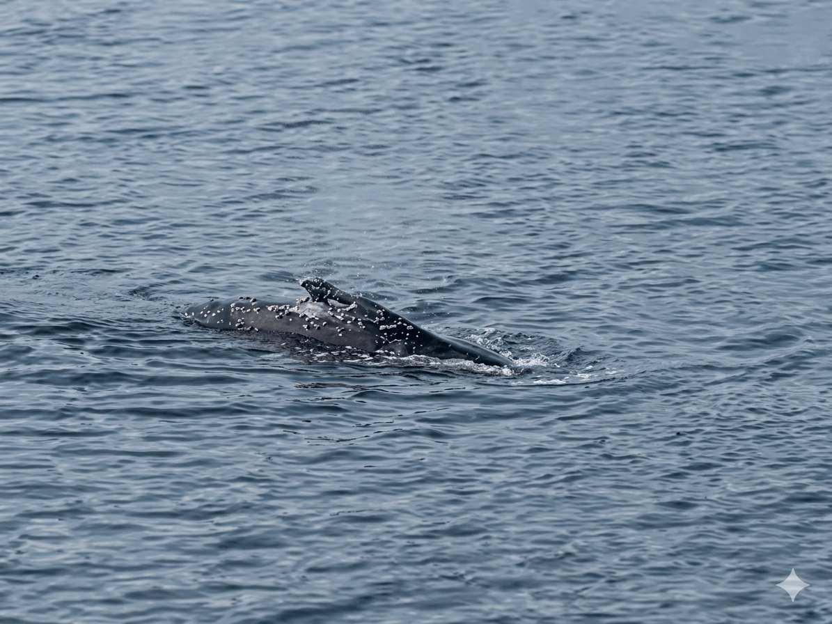Young humpback whale seen in Fishguard Harbour, Pembrokeshire in January 2024.