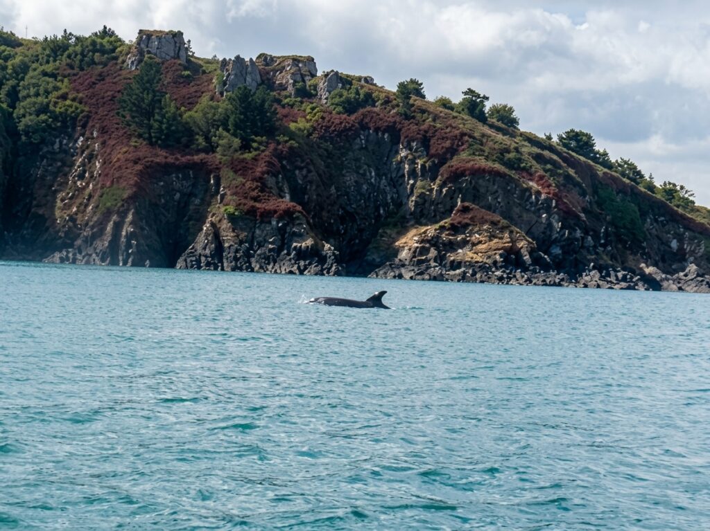Sea kayakers watching marine wildlife around the Pembrokeshire islands