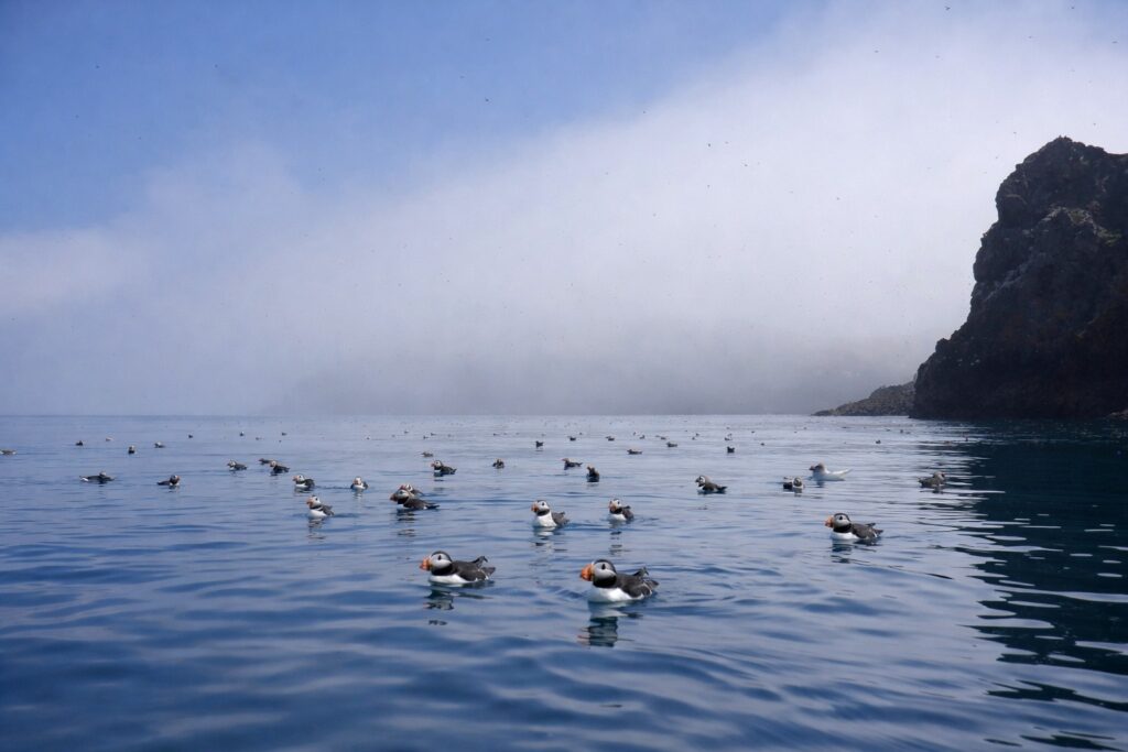 Puffins on the approach to Skomer Island off the Pembrokeshire coast